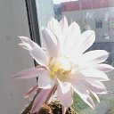 ��� ������ ������� ������..