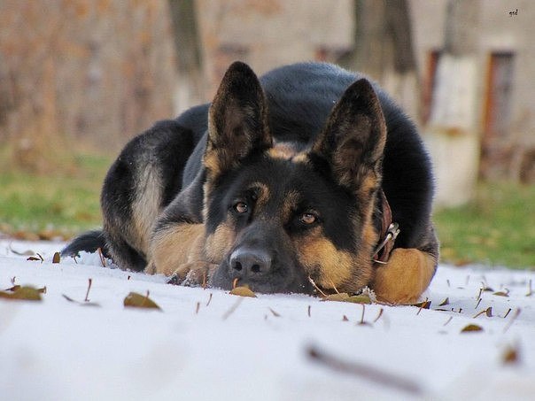 Никто из них понять не хочет, Как можно их любить, каких-то псов… Им не понять,как можно рано утром ...