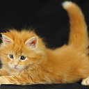 ���� �������, ������ - ��������� 29 ��� 2016 � ������ ���� ����������