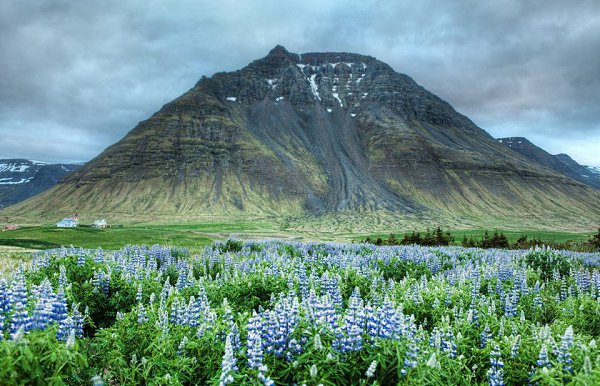 Долина цветов - индийский национальный парк.Долина цветов, или Valley of Flowers - так называется ... - 3
