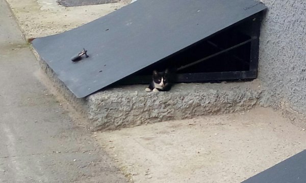 Рубрика #котизм_доброта #новосибирск@catism.Новосибирск, левый берег, Ленинский район (район площади ... - 3