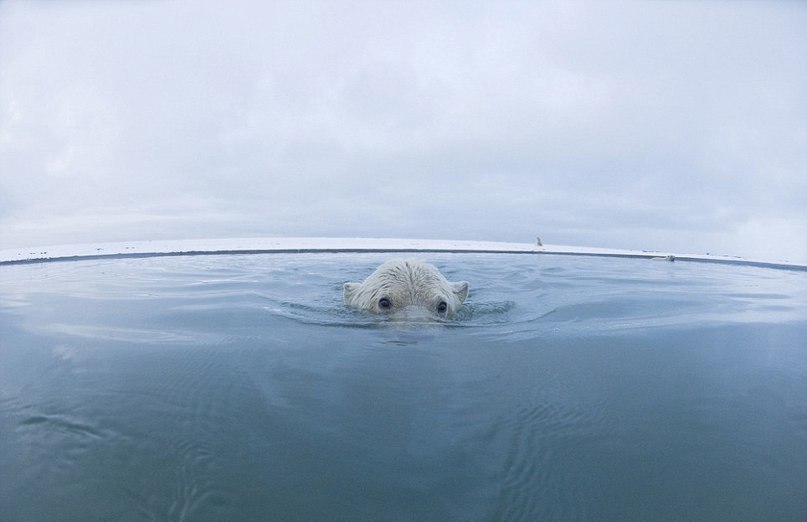    .  Steven Kazlowski    Arctic National ... - 4