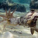 ���� Eric, ����, 61 ��� - ��������� 29 ������ 2016 � ������ �The beauty of the sea�