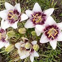 ���� ������, ����, 73 ���� - ��������� 8 ���� 2016 � ������ ���� ����������