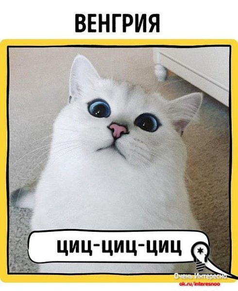 *. Кошки как правило говорят *мяу*... или *мя*.... Вообще то немцы особенно удивили... - 4