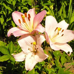 ����, �������, 31 ���