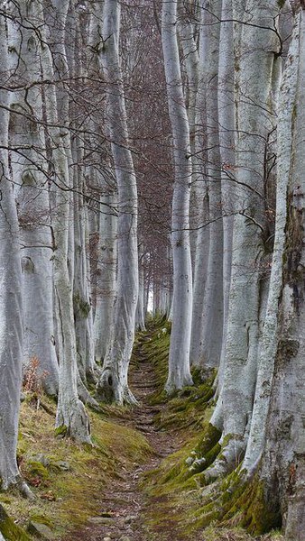 Тропинки, по которым нужно пройти - 4