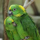  Nasser, , 64  -  25  2016    