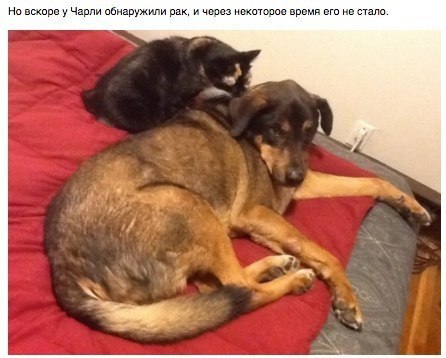 ������� ��������� �����������... - 4