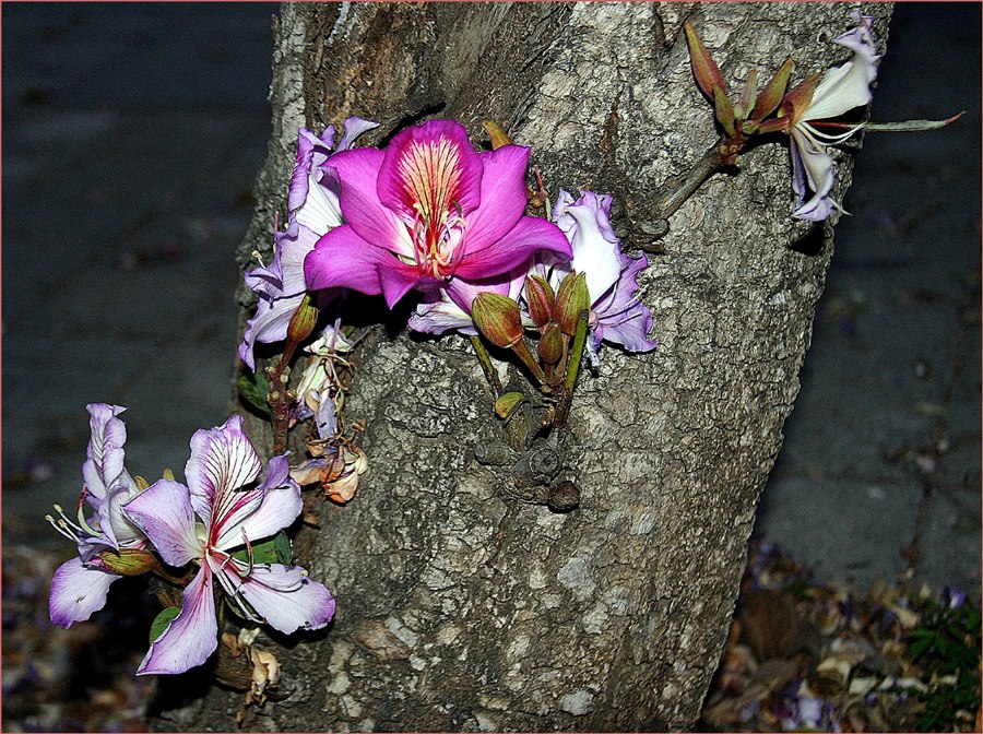 Курупита гвианская пушечное дерево. Растения которые растут на деревьях. Церцис европейский иудино дерево. Омела ведьмино гнездо. Иудино дерево в крыму.