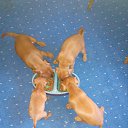 ���� �������, �����-���������, 62 ���� - ��������� 17 ��� 2016 � ������ ������ ��������