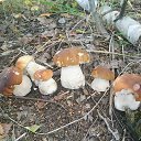 ���� �������, ������ ��������, 43 ���� - ��������� 10 ���� 2016 � ������ ���� ����������