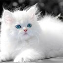  ,  -  11  2016    Ȼ