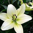 COURIER (��-������) ������ ������� ������ �� ������� ���� ����ۻ