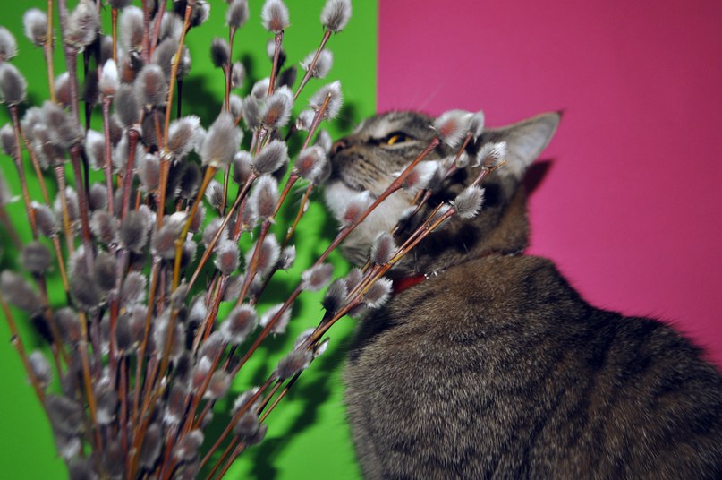 Мягкую лапку тронешь рукой.В душе теплота пробегает волной Чувствуешь очень вот и весна Котиков ... - 2