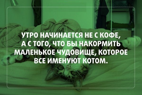 Без кота и жизнь не та - 24 марта 2016 в 07:31