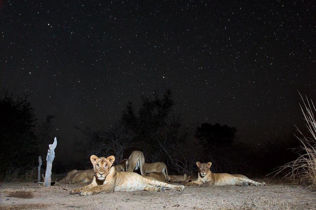 . Will Burrard Lucas - 6