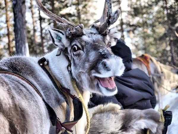 Минутка позитива! Придумываем к фото комментарии :) #интересные_обсуждения@interestplanet_ru