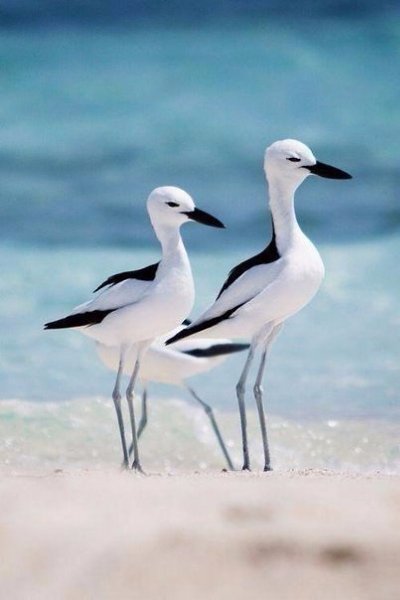 Запах моря - это то, чего не забыть. Это самый лучший и чистый запах. Запах моря и звуки моря всегда ...