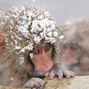 ���� ������, ����-���, 44 ���� - ��������� 17 ���� 2016