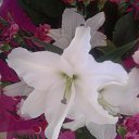 ���� �����, ���������, 33 ���� - ��������� 8 ��� 2016 � ������ ���� ����������