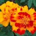 ���� 2016 �� ������� �� ��� - ��������!!!)))�