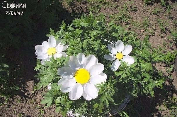 ������� �� ����������� �����. ������ �����.