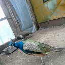���� Kazimieras, ����� - ��������� 8 �������� 2016 � ������ �U soseda�
