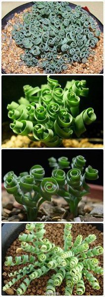Albuca Spiralis(Альбука Спиральная) - растение с "завивкой" - 4