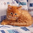 ���� Kienzle, ��������, 62 ���� - ��������� 1 �������� 2016 � ������ �Avataria�