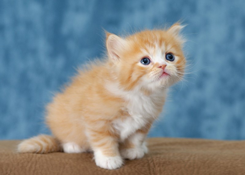 �������� �������! - 17 ���� 2016 � 11:06