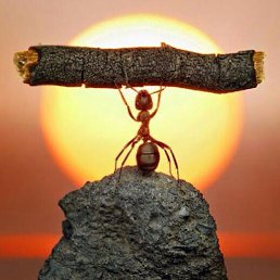 ������, �����������