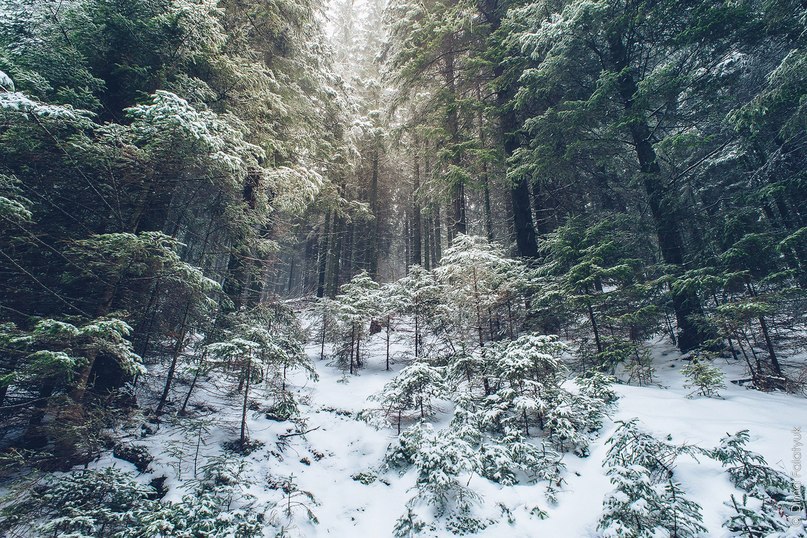 Carpathian Mountains, Ukraine - 3