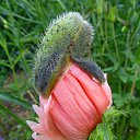 ���� Eric, ����, 61 ��� - ��������� 21 ��� 2016 � ������ �Flora and fauna�