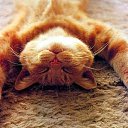 ���� ����, �����������, 66 ��� - ��������� 2 ��� 2016