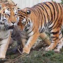 ���� �����, ������, 64 ���� - ��������� 30 ������� 2016 � ������ �������� �����