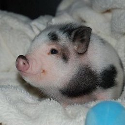 Olga, ������, 51 ���