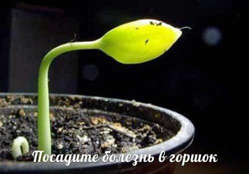 Посадите болезнь в горшок.Исцелить человека можно очень простым способом, который доступен ...