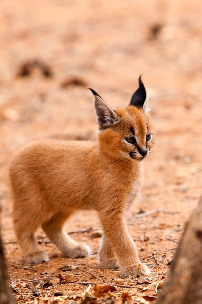  (Caracal caracal),       .    ... - 7