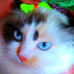 ������, ������, 64 ����