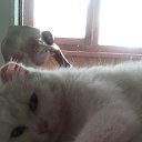 ���� ������, �����������, 57 ��� - ��������� 15 ������ 2016 � ������ ���� ����������