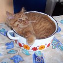 ���� Kienzle, ��������, 62 ���� - ��������� 1 �������� 2016 � ������ �Avataria�