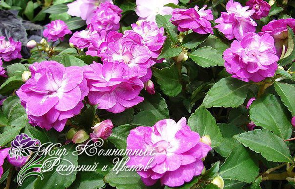 .  (Impatiens)   500      ...