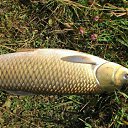 ���� ������, �����, 62 ���� - ��������� 27 ������ 2016