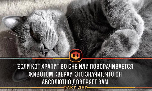 Кот храпит