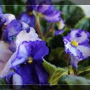 ���� Niece, ��������� - ��������� 5 �������� 2016