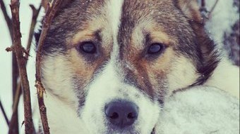 https://www.change.org/p/президенту-российской-федерации-в-в-путину-предотвратить-убийство-более-200-собак-и-закрытие-приюта-для-бездомных-животных-в-воркуте
