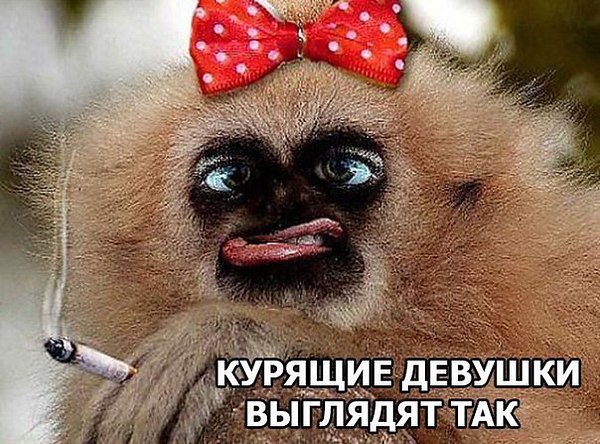 Послушайте меня!! О,милые девчонки,дамы и старушки, Я вам хочу немногое сказать, Что от куренья нету ...
