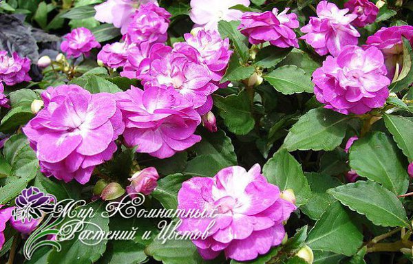 .  (Impatiens)   500      ...