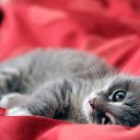 ���� ������, �����-����� - ��������� 3 ������ 2016 � ������ �Wallpapers HD�